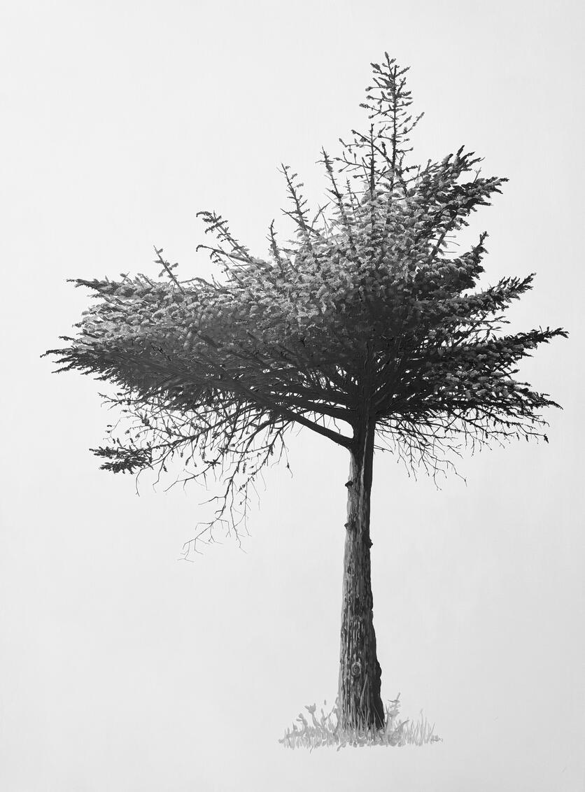 ""Windblown #4 - Spruce" Oil on Canvas, 36" x 48" x 1.5" Exclusively at Kurbatoff Gallery